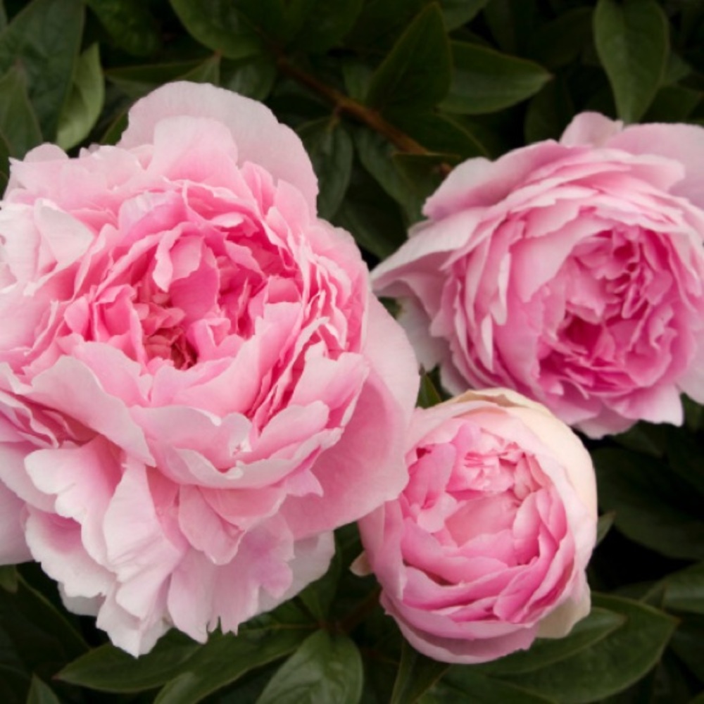 Meet your Posher, Annelise